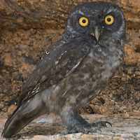 Spotted Owlet