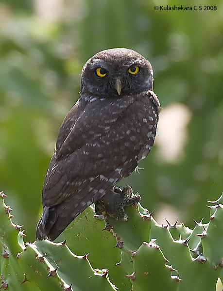 An unusually dark Spotted Owlet perched on a cactus plant by Kulashekara Chakravarthy
