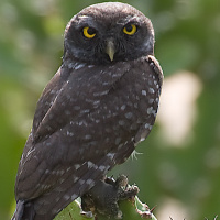 Spotted Owlet