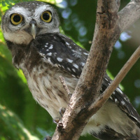 Spotted Owlet