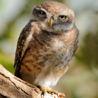 Spotted Owlet