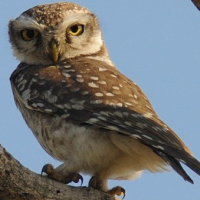 Spotted Owlet