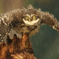 Spotted Owlet