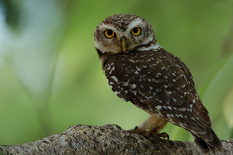 Close side view of a Spotted Owlet looking at us by Saleel Tambe