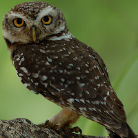 Spotted Owlet