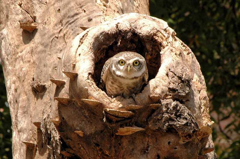 Spotted Owlet at the entrance to its nest hole by Shah Purav