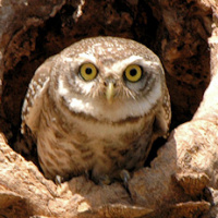 Spotted Owlet