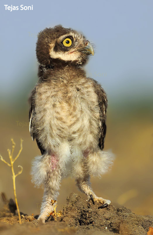 A young Spotted Owlet standing on the ground by Tejas Soni