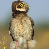 Spotted Owlet