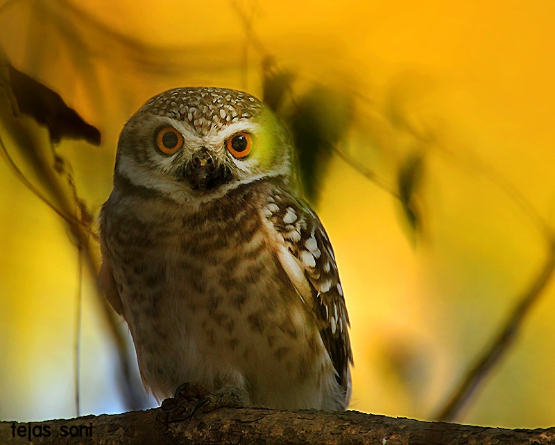 Close view of a Spotted Owlet sitting on a branch in golden light by Tejas Soni
