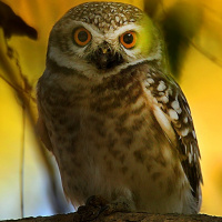 Spotted Owlet