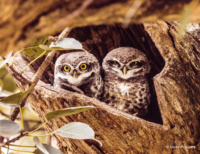 Two Spotted Owlets guard the entry to their nest hollow by Uday Phillips
