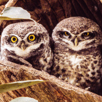 Spotted Owlet