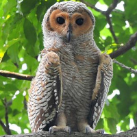 Spotted Wood Owl