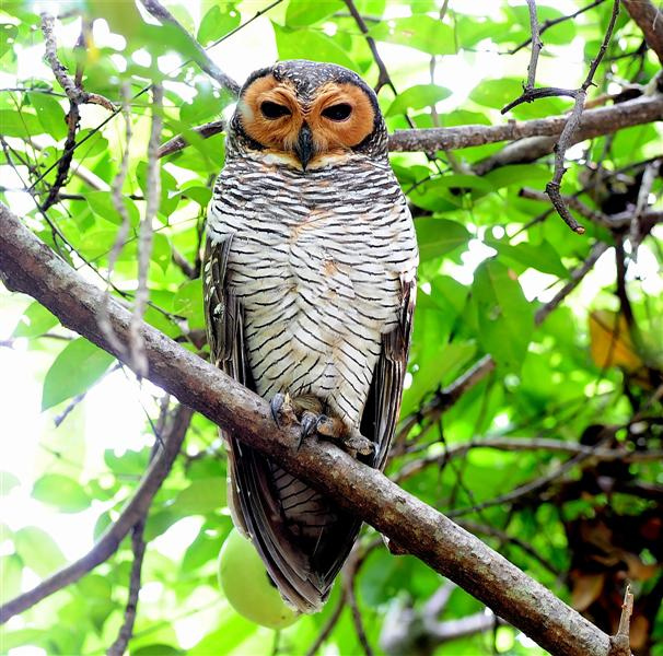 Spotted Wood Owl at roost in the foliage by Johnny Wee