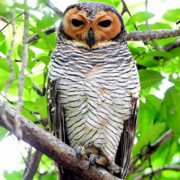 Spotted Wood Owl