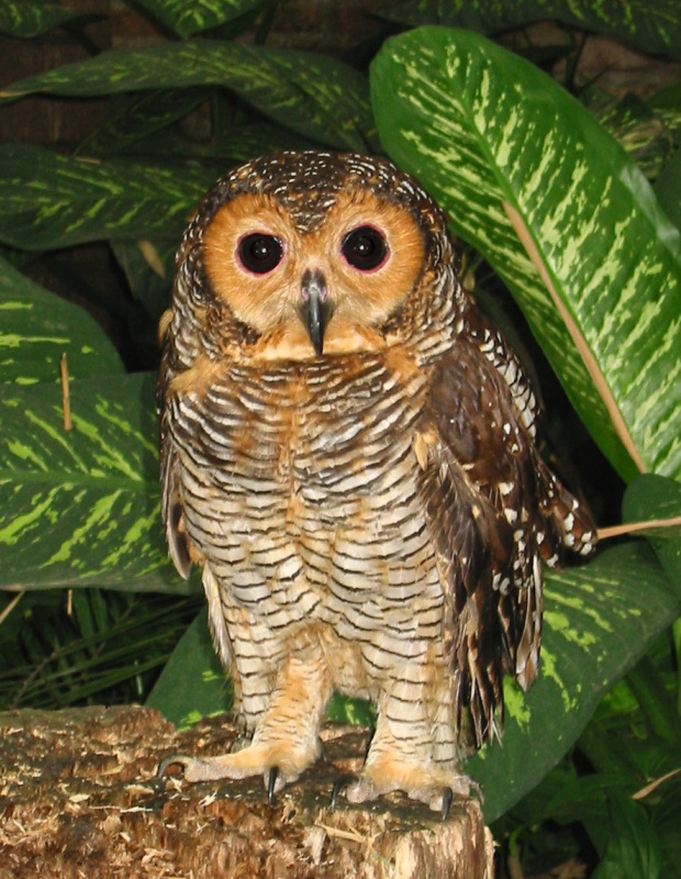 Spotted Wood Owl standing on a tree stump by Karen Mills