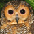 Spotted Wood Owl