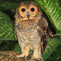 Spotted Wood Owl