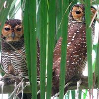 Spotted Wood Owl