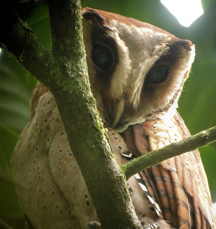 Close up image of a Sri Lanka Bay Owl peering around a branch by Amila Salgado
