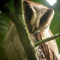 Sri Lanka Bay Owl