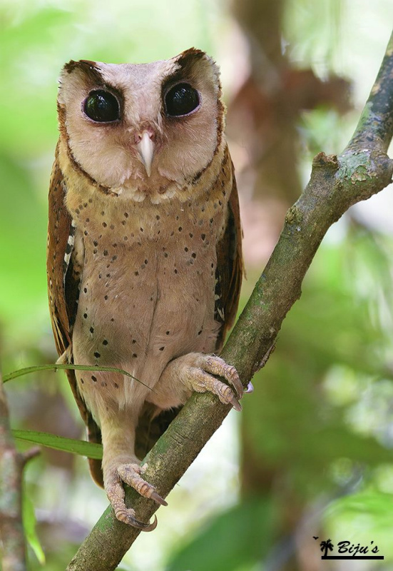 Front facing portrait of a Sri Lanka Bay Owl perched on a branch by Biju PB