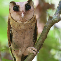 Sri Lanka Bay Owl