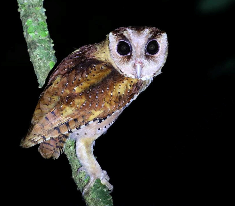 Close side view of a Sri Lanka Bay Owl looking straight at us  by Christian Artuso