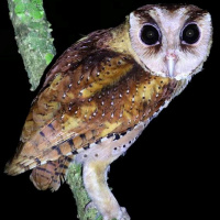Sri Lanka Bay Owl