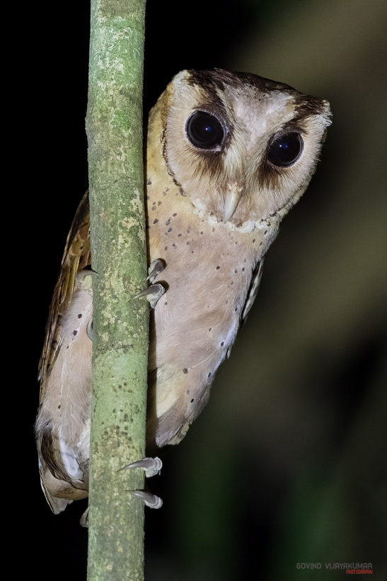 Sri Lanka Bay Owl grasps on to a small tree at night by Govind Vijayakumar