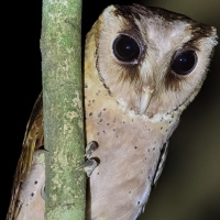 Sri Lanka Bay Owl