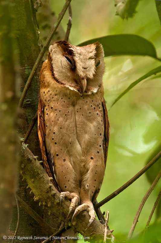 Sleepy Sri Lanka Bay Owl at roost on a branch by Rajneesh Suvarna