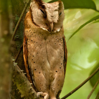 Sri Lanka Bay Owl