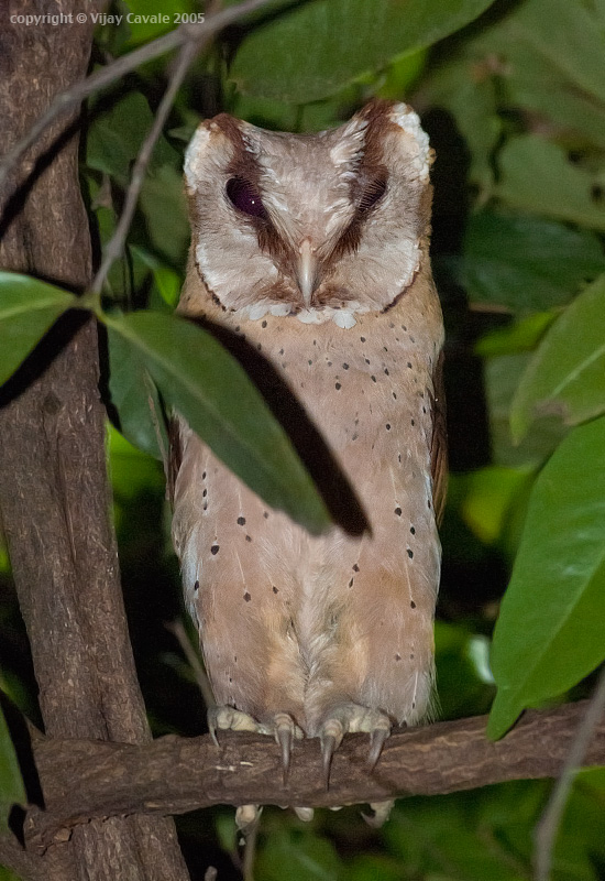 Portrait of a Sri Lanka Bay Owl with feathers partially covering its eye by Vijay Cavale