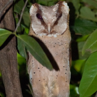 Sri Lanka Bay Owl