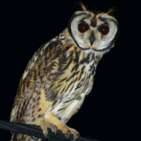 Striped Owl