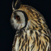 Striped Owl