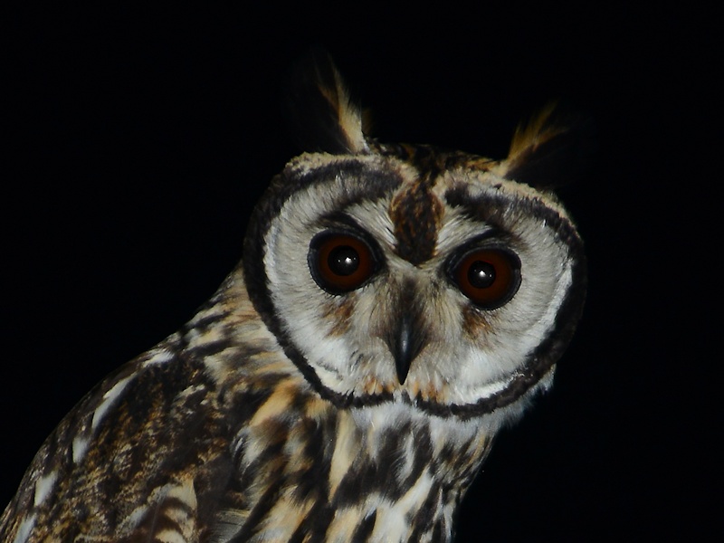 Close facial view of a Striped Owl looking at us by Alan Van Norman