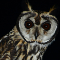 Striped Owl