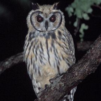 Striped Owl