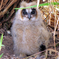 Striped Owl