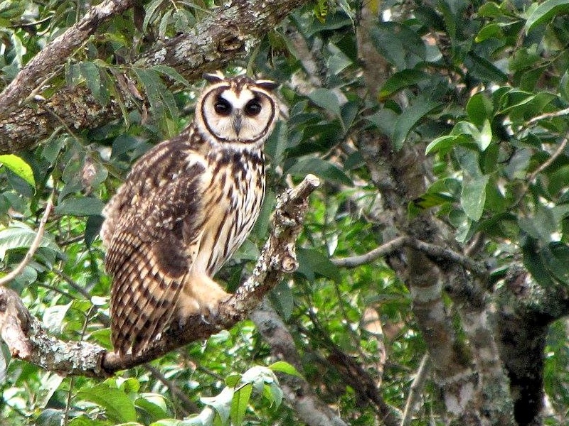 Striped Owl perched on a branch in the foliage by Kassius Santos