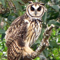 Striped Owl