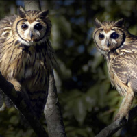 Striped Owl