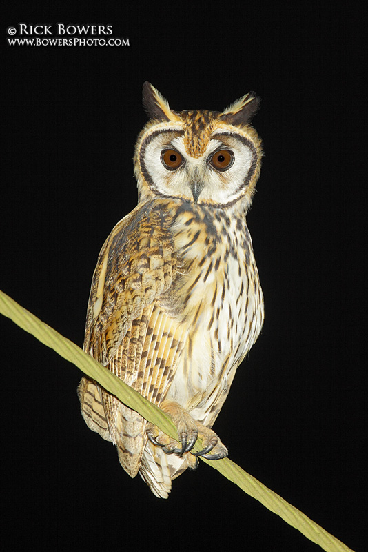 Striped Owl perched on a power line at night by Rick & Nora Bowers