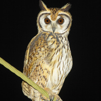 Striped Owl