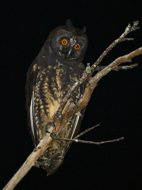 Stygian Owl looking down from a bare branch at night by Alan Van Norman