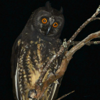 Stygian Owl