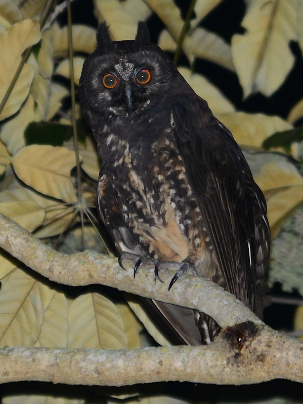 Stygian Owl perched on a forked branch under leaves by Alan Van Norman